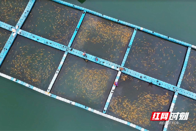 魚躍東江！郴州資興六千水產養殖戶有序復產，畜牧漁業飼料銷售同步回暖